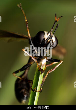 Wasp nero con ali ferito le mani sulla pianta verde con sfondo nero Foto Stock