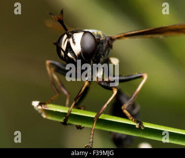 Wasp nero con ali ferito le mani sulla pianta verde con sfondo nero Foto Stock