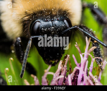 Bumble Bee estrae il polline dal fiore viola Foto Stock