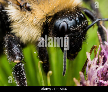 Bumble Bee vicino sul verde e fiori viola