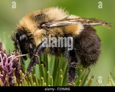 Bumble Bee profilo sul verde e fiori viola Foto Stock