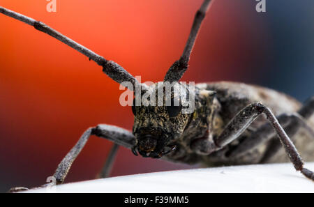 Longhorn beetle ritratto con il rosso e il blu dello sfondo. Foto Stock