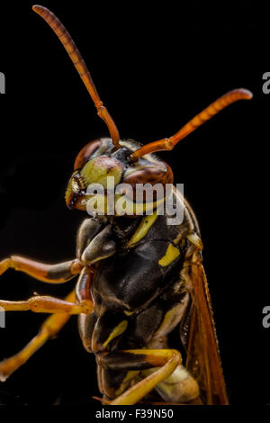Carta guardie Wasp Nest con ruggine in background Foto Stock