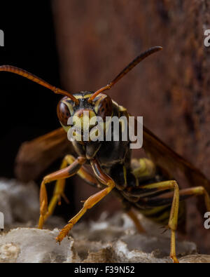 Carta guardie Wasp Nest con ruggine in background Foto Stock