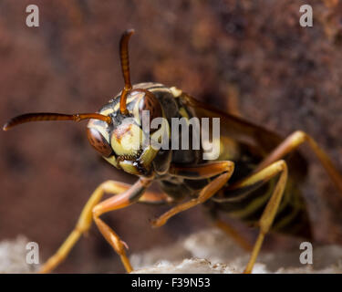Carta guardie Wasp Nest con ruggine in background Foto Stock