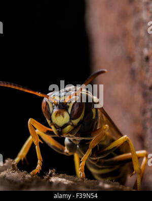 Carta guardie Wasp Nest con ruggine in background Foto Stock