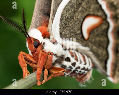 Vista di profilo di arancione, marrone e bianco seta gigante moth Foto Stock