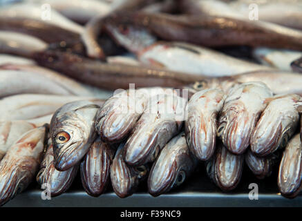 Pesce fresco sul ghiaccio in un mercato di Barcellona Foto Stock