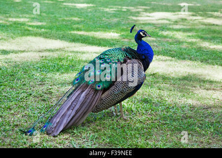 Peacock in piedi su un prato in una giornata di sole Foto Stock