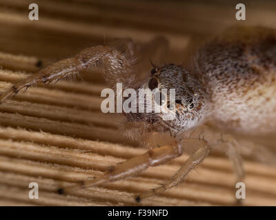 Brown jumping spider su una superficie di legno Foto Stock