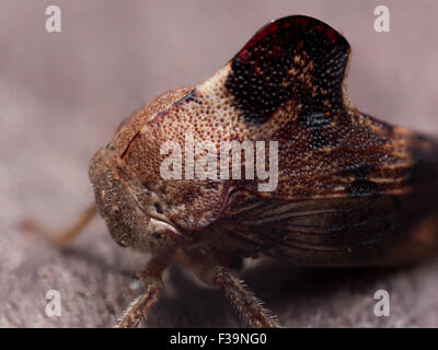 Piccolo bambino cicala con grande nero profilo di aletta Foto Stock