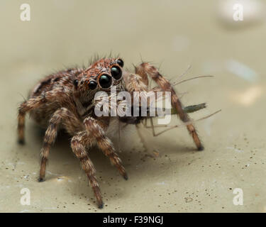 Small jumping spider guarda mentre mangia bug. Foto Stock