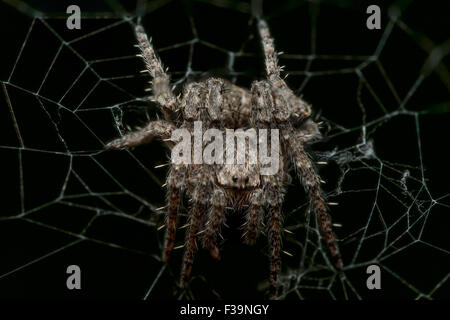 Piccolo pungenti tessitura orb spider web con sfondo nero Foto Stock