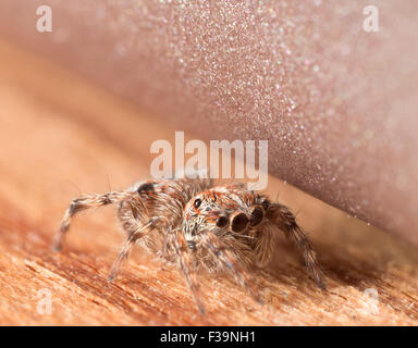 Carino piccolo jumping spider nasconde su una superficie di legno Foto Stock