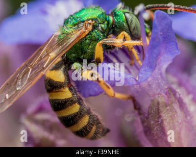 Verde metallizzato il sudore Ape su fiore viola Foto Stock