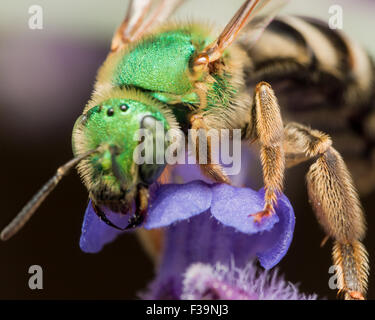 Verde metalizzato sudore Ape su fiore viola Foto Stock