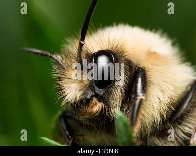 Bumble Bee con luminosi golden fur close up ritratto Foto Stock