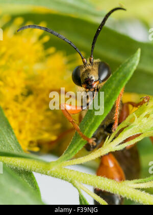 Vista frontale di grande golden digger wasp sulla foglia verde con fiore giallo in background Foto Stock