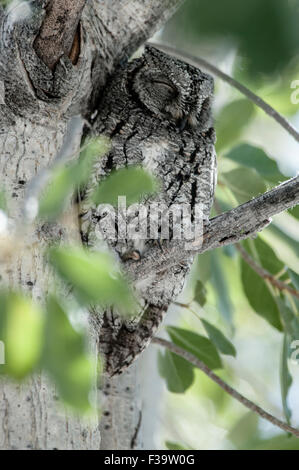 Camoufled African Scops-Owl, Otus senegalensis, seduto su un ramo, Etosha National Park, Namibia, Africa Foto Stock