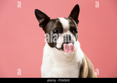 Ritratto di un Boston Terrier cane inceppata la lingua fuori contro uno sfondo di colore rosa Foto Stock