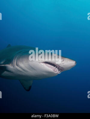 Close-up di una sabbia tiger shark al largo della costa della Carolina del Nord. Foto Stock