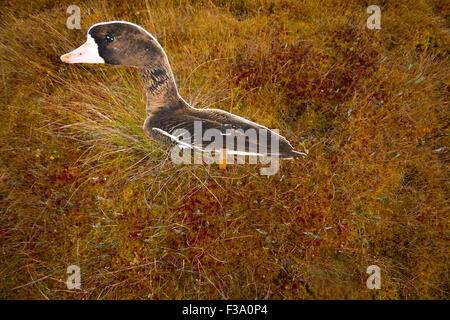 Profilo di un oca nelle vicinanze su un bog nella caccia Foto Stock