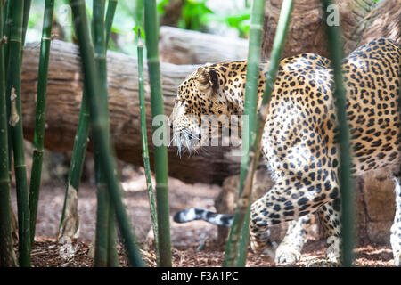 Magnifico leopardo dello Sri Lanka attraverso la giungla Foto Stock