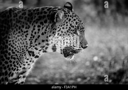 In prossimità del magnifico grande gatto leopardo dello Sri Lanka. Ritratto in bianco e nero Foto Stock