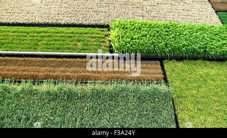 Colture di cereali sulla parete del padiglione israeliano presso l'Expo 2015 di Milano, Italia Foto Stock