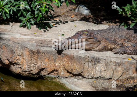 Falso gavial o Tomistoma schlegelii con ganasce incrociati, noto anche come il falso gharial o gharial: la malese Foto Stock