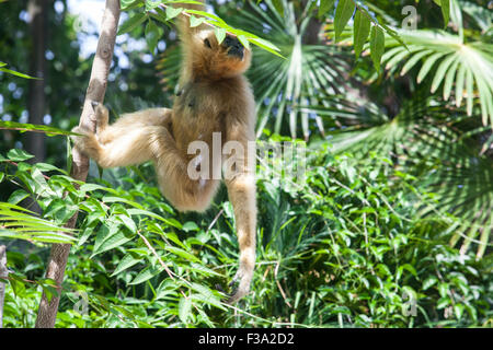 Nomascus gabriellae o giallo cheeked gibbon pende su albero Foto Stock