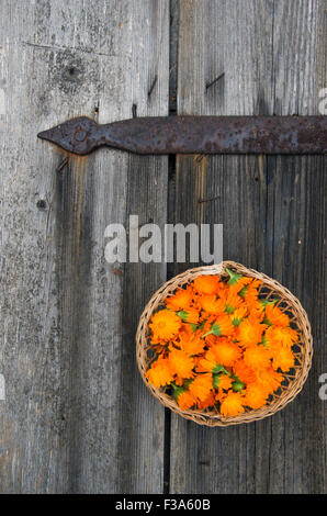 Calendula calendula fiori di medici nel cesto in vimini su una vecchia porta di legno sfondo Foto Stock