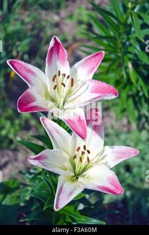 Due bianchi e gigli rosa crescono nel giardino sulla giornata di sole Foto Stock