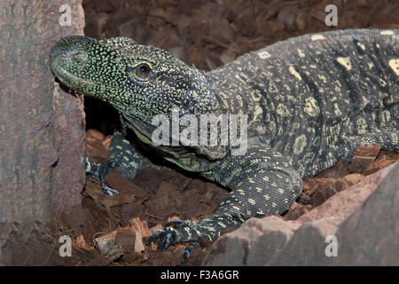 Varanus salvadorii, un monitor lizard trovati in Nuova Guinea Foto Stock