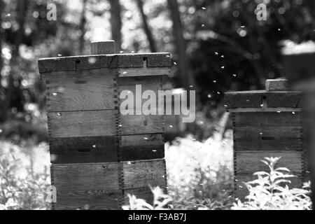 Api attivi intorno alveari Foto Stock