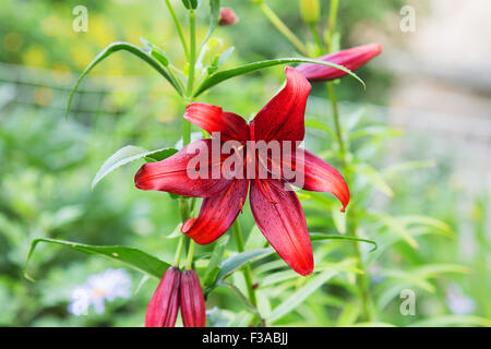 La Borgogna lily su abstract sfondo verde Foto Stock