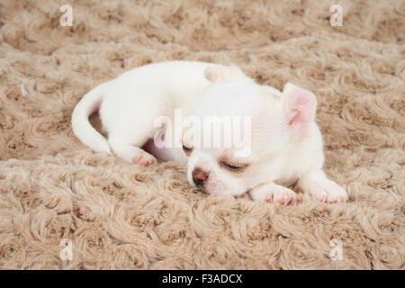 Cucciolo bianco di Chihuahua dorme sul beige letto pet Foto Stock