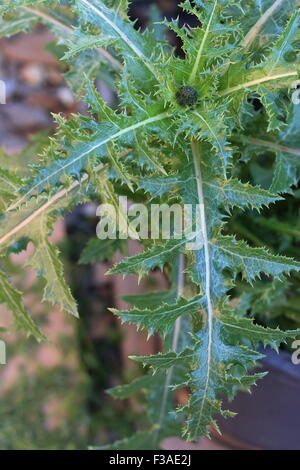 Close up Sonchus asper o noto anche come fico d'India Sow Thistle leaf Foto Stock