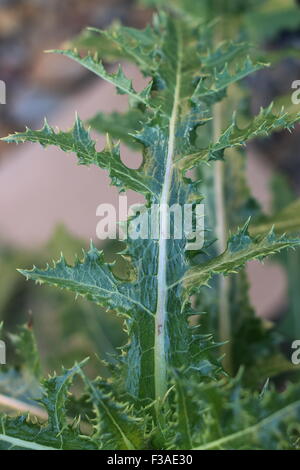 Close up Sonchus asper o noto anche come fico d'India Sow Thistle leaf Foto Stock