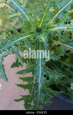 Close up Sonchus asper o noto anche come fico d'India Sow Thistle leaf Foto Stock