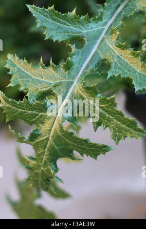 Close up Sonchus asper o noto anche come fico d'India Sow Thistle leaf Foto Stock