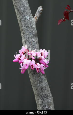 Fiori di Cercis canadensis o noto anche come foresta Pansy Foto Stock