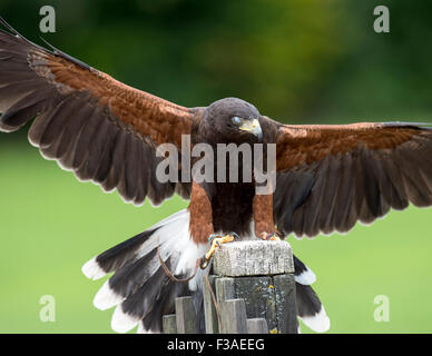 Eagle durante un volo dimostrativo a livello internazionale gli uccelli rapaci centro a Newent nel Regno Unito Foto Stock