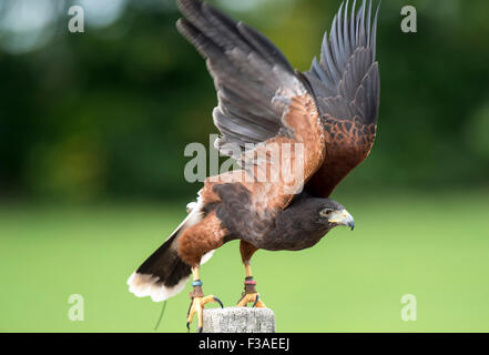 Eagle durante un volo dimostrativo a livello internazionale gli uccelli rapaci centro a Newent nel Regno Unito Foto Stock