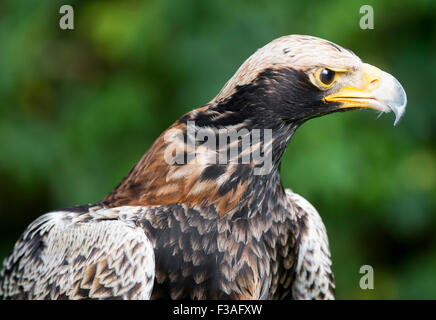 Il Verreaux's Eagle a livello internazionale gli uccelli rapaci centro a Newent nel Regno Unito Foto Stock
