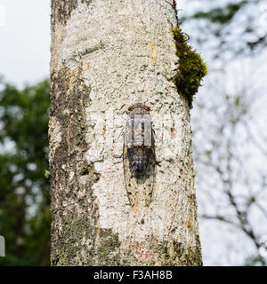 Closeup brown cicala holding sulla struttura ad albero Foto Stock