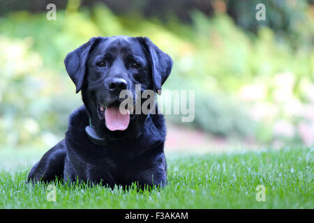 Un nero labrador retriever cane sdraiato in mezzo all'erba in un caldo giorno d'estate. Foto Stock