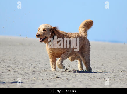 Un pet golden doodle cane godendo di una corsa sulla spiaggia in una giornata di sole in estate. Foto Stock