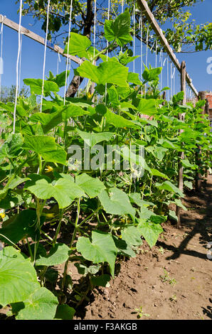 Coltivazione di ortaggi bio nella parte settentrionale della Bulgaria in estate Foto Stock