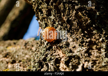 Goccia di resina su sfondo di corteccia in giardino Foto Stock